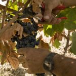 Cantina Santadi grapes 3