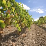 Cantina Santadi vineyards (2)