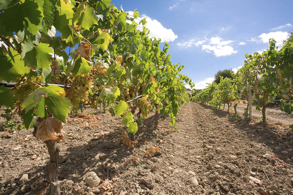 Cantina Santadi vineyards (2)