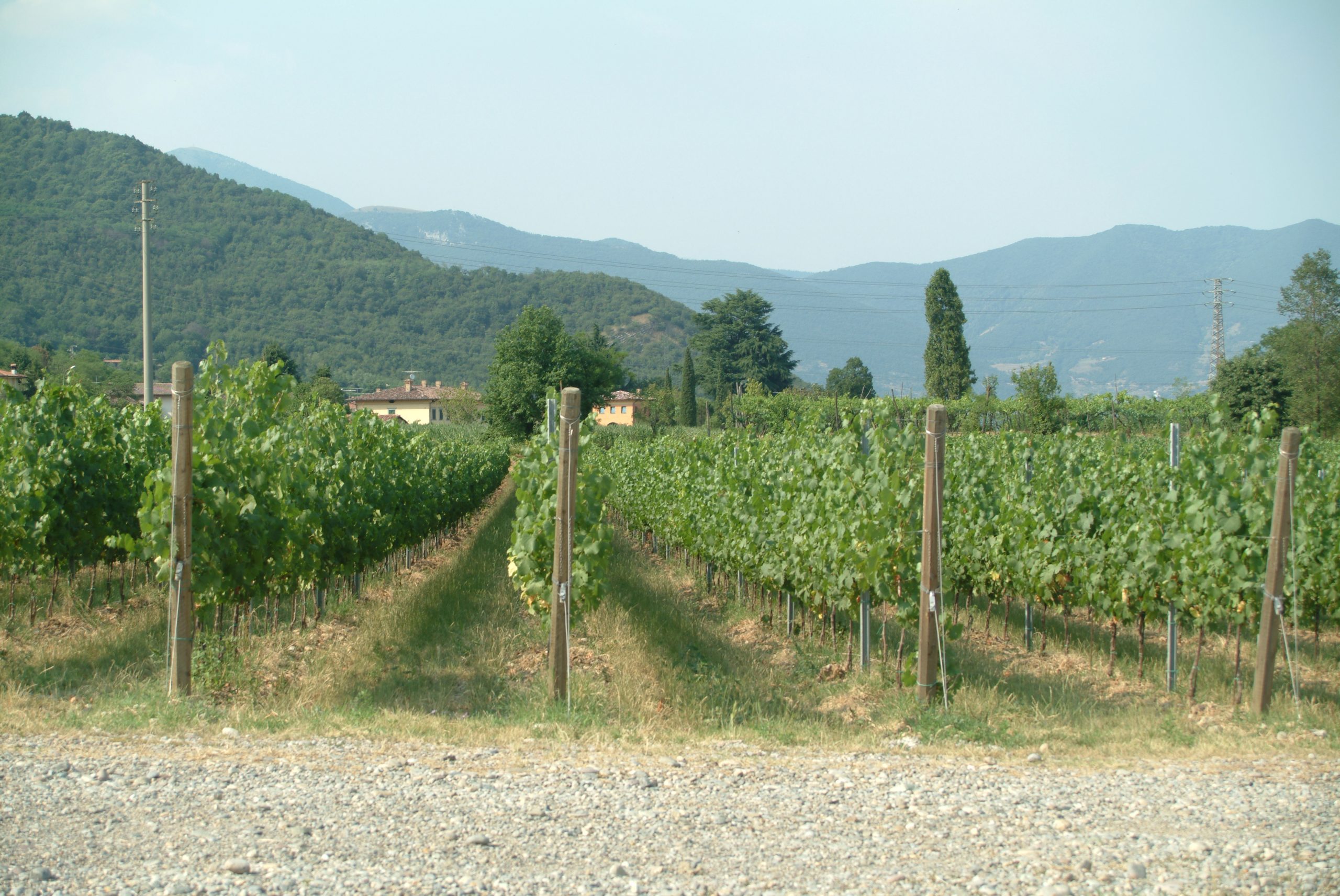 Compagnoni_vineyards