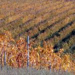 Abruzzo: Torre Raone, Vinous