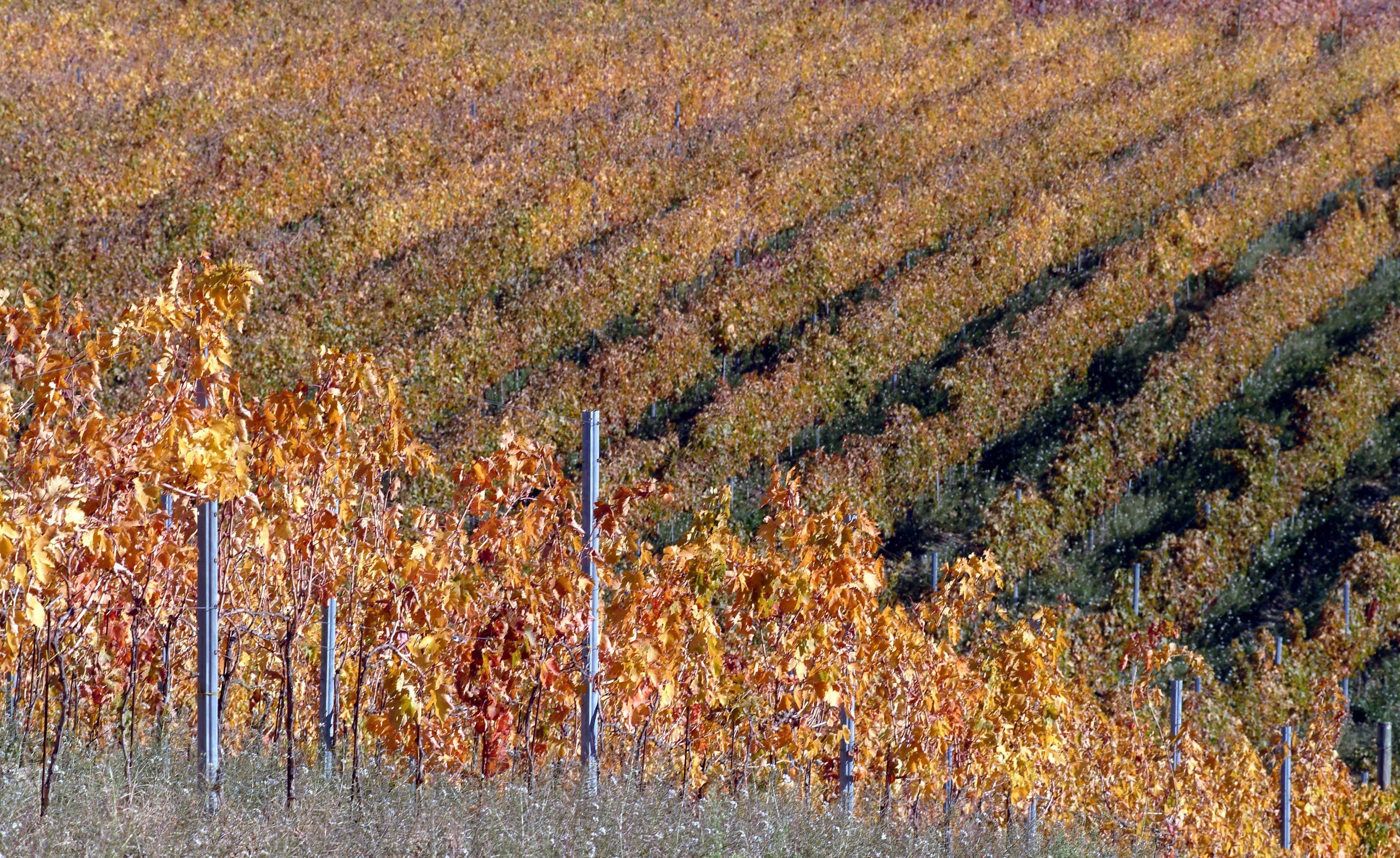 Torre Raone view vineyard in autumn
