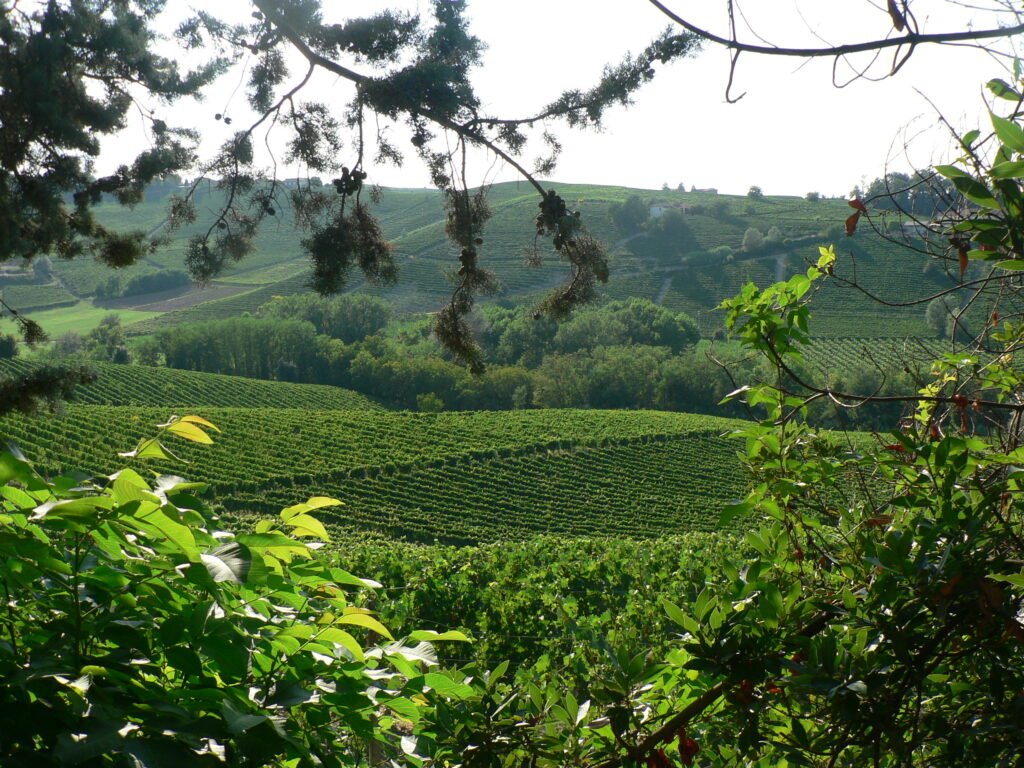 Icardi vineyards