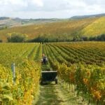 Abruzzo: Torre Raone, Vinous