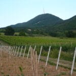 Colli Euganei vineyards2