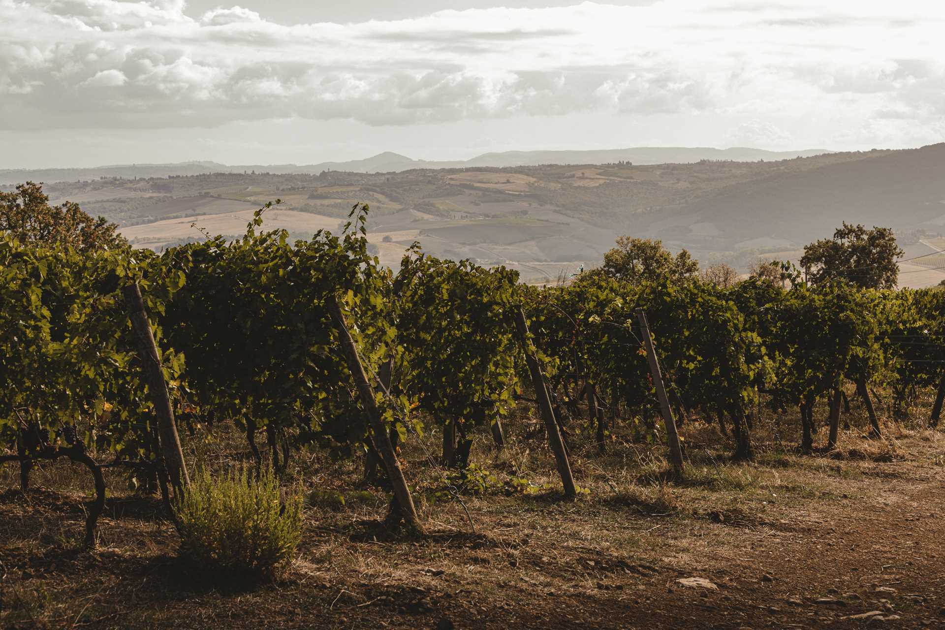 Patrizia Cencioni vineyards