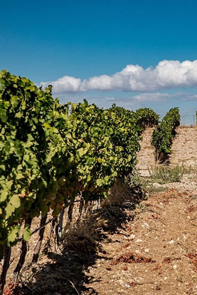 vineyards masseria del feudo