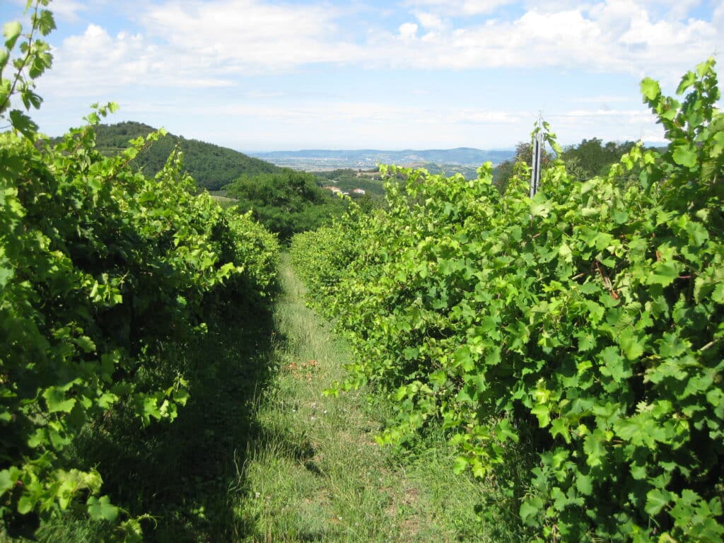 Colli Euganei vineyards