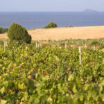 Cantina-Santadi-vineyards-and-sea-768x512-1