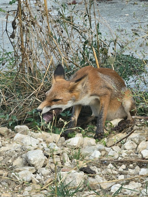 fox at Torre Raone