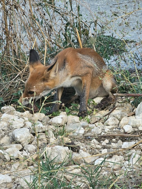 fox at Torre Raone