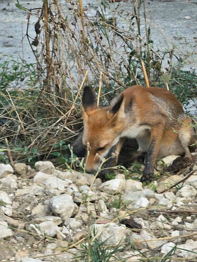 fox at Torre Raone