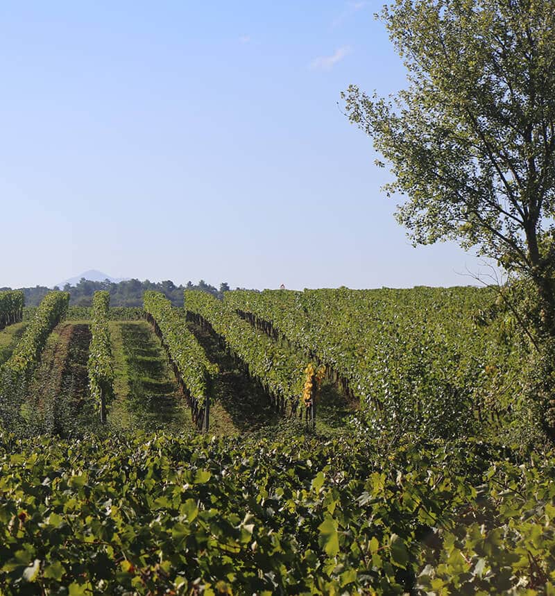 Gracciano della Seta vineyards