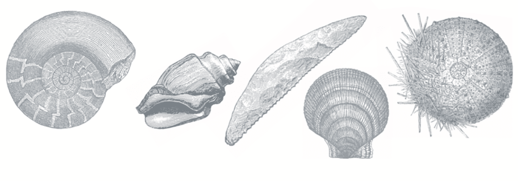 cantina colli euganei header fossils