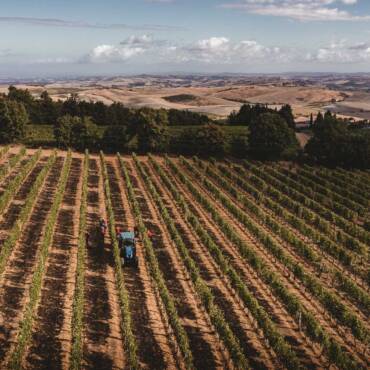 vineyards Patrizia Cencioni