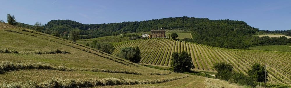 Palazzone vineyards landscape