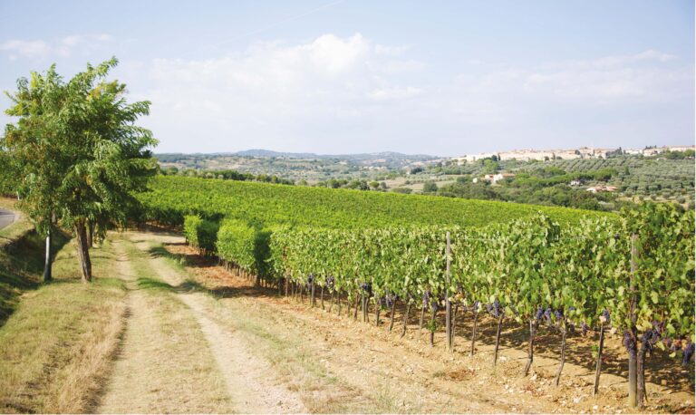 vigneti cantina laselva