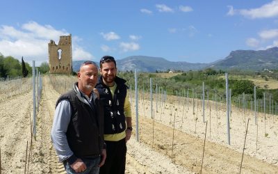 Abruzzo: Torre Raone, Vinous